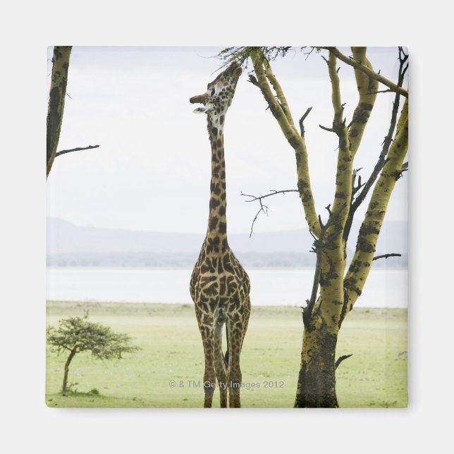 Giraffe in Kenya, Africa Magnet (Front)