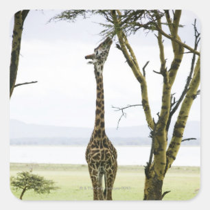 Giraffe in Kenya, Africa Square Sticker