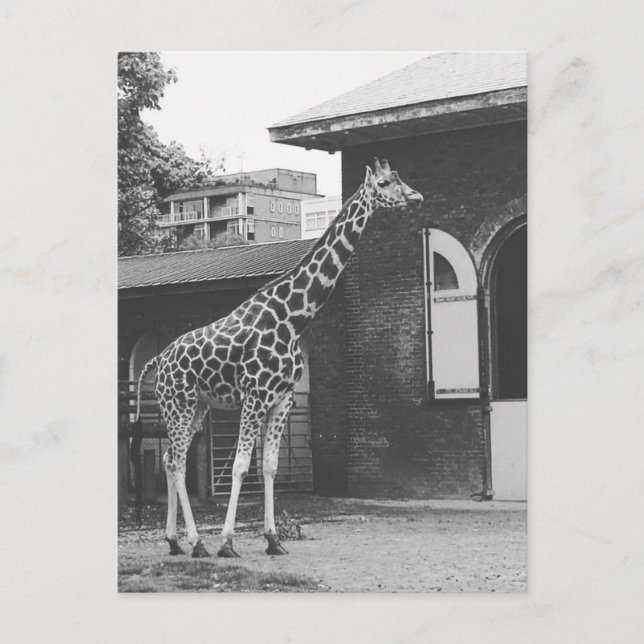 Giraffe in London original postcard (Front)