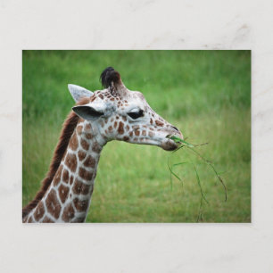 Giraffe in the Rain Postcard