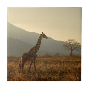 Giraffe in the Savannah Tile