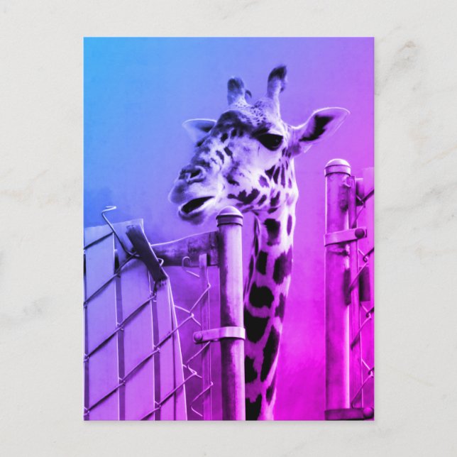 Giraffe in the Zoon Postcard (Front)