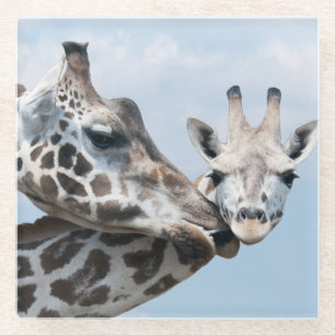 Giraffe Kisses Her Calf Glass Coaster