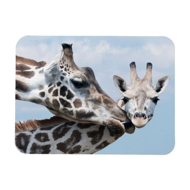 Giraffe Kisses Her Calf Magnet (Horizontal)