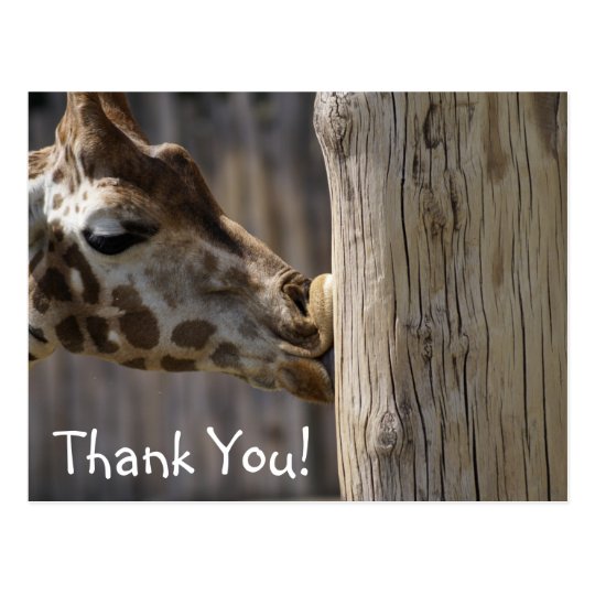 Giraffe Kisses Thank You Postcard