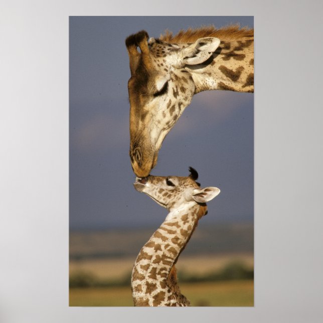 Giraffe Kissing Baby Giraffe Poster (Front)
