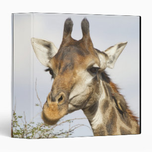 Giraffe, Kruger National Park, South Africa Binder