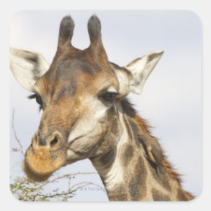 Giraffe, Kruger National Park, South Africa Square Sticker