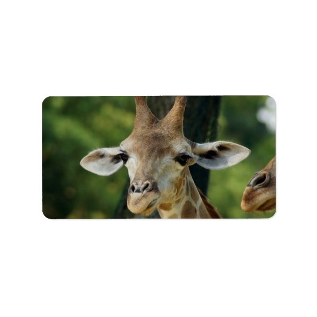 Giraffe Label (Front)