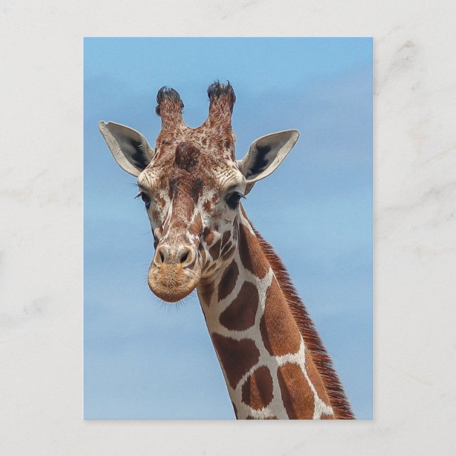 Giraffe Looking Right At Me Postcard (Front)
