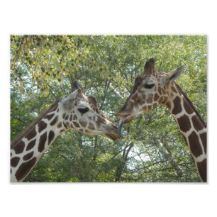 Giraffe Love Photo Print