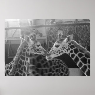 Giraffe Love Poster