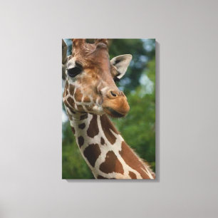 Giraffe Lovers Art Canvas Print