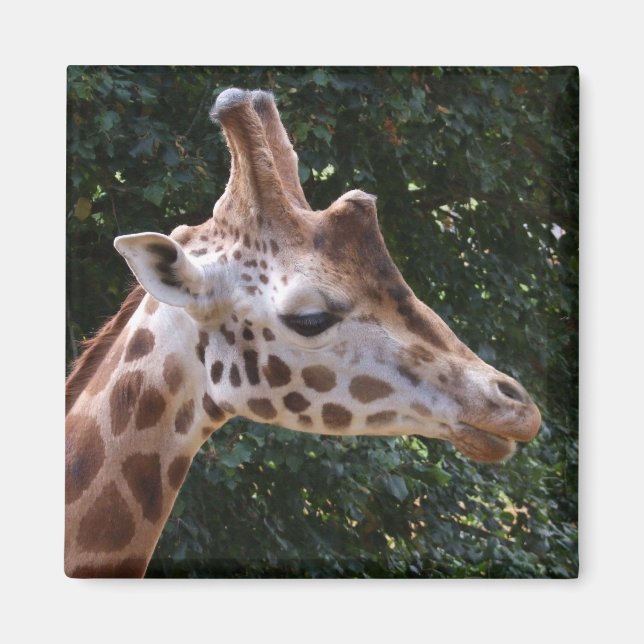 Giraffe Magnet (Front)
