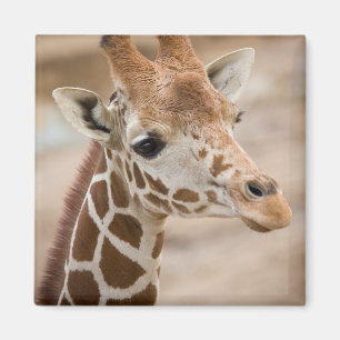 giraffe magnet