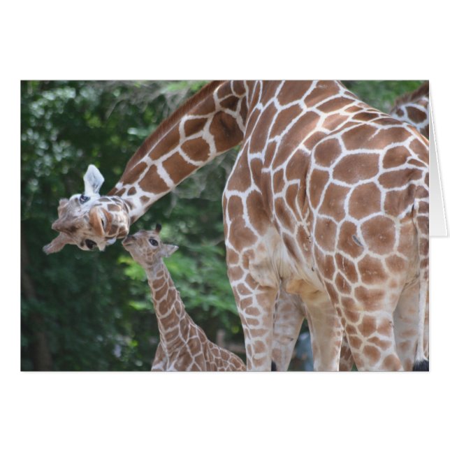 Giraffe Mom and Baby (Front Horizontal)