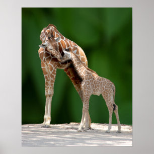 Giraffe Mom and Baby Poster
