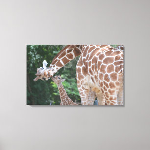 Giraffe mom and baby Poster Canvas Print