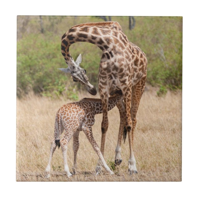 Giraffe Mother and Baby in Kenya Tile (Front)