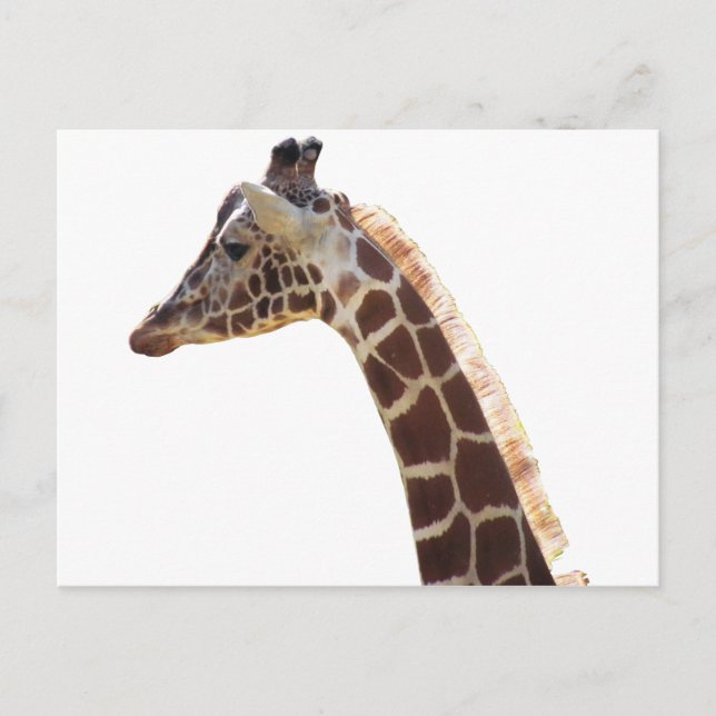 Giraffe Neck and Head Postcard (Front)