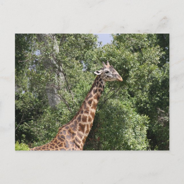 giraffe neck postcard (Front)