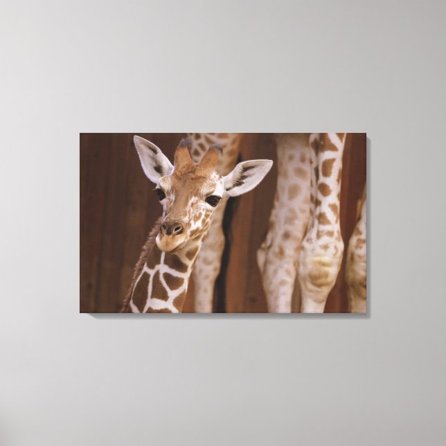 giraffe on screen canvas print (Front)