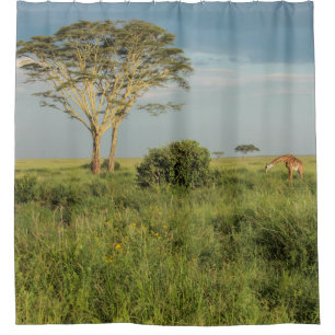 Giraffe on the Serengeti