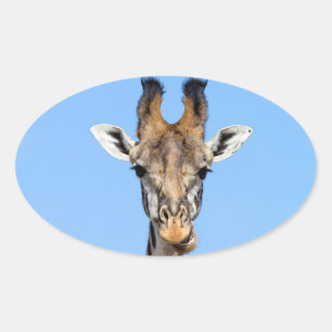 Giraffe Oval Sticker