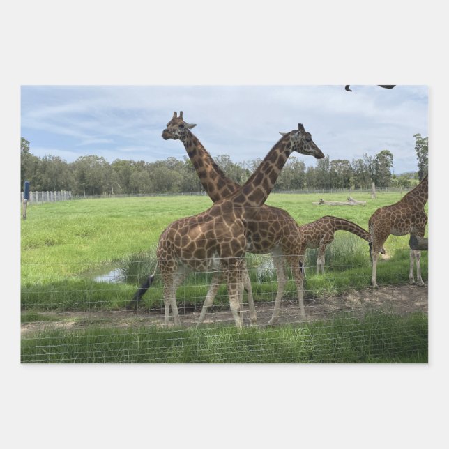 Giraffe - Papier d'enveloppement (Devant)