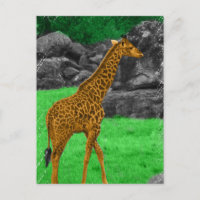 Giraffe photo colorized orange and green