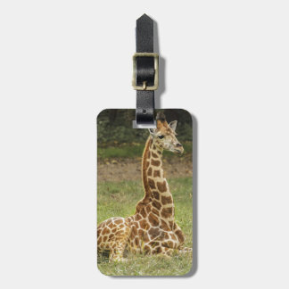 Giraffe Photo Luggage Tag