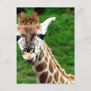 Giraffe Photo Postcard