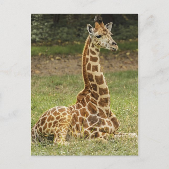 Giraffe Photo Postcard (Front)