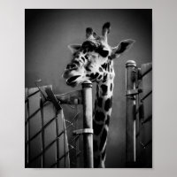 Giraffe Photograph - Vintage Style