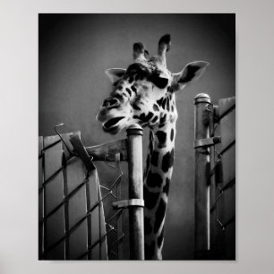 Giraffe Photograph - Vintage Style Poster
