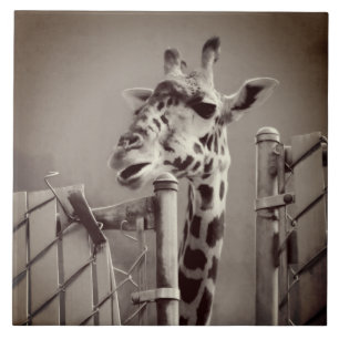 Giraffe Photograph - Vintage Style Tile