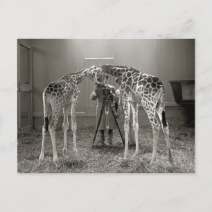 Giraffe Portrait, 1926 Postcard