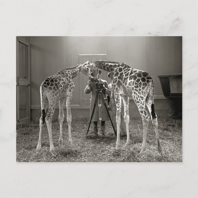 Giraffe Portrait, 1926 Postcard (Front)