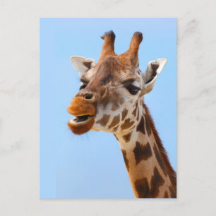 Giraffe Portrait carte postale personnalisée