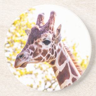 Giraffe Portrait Coaster