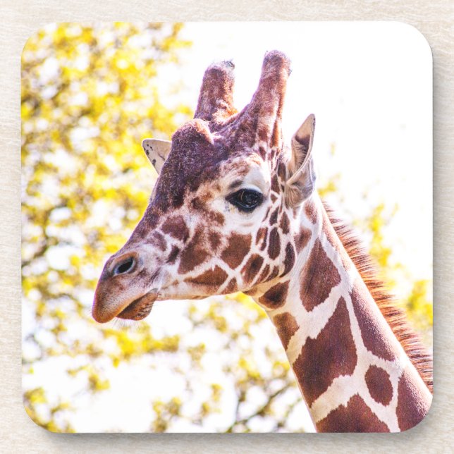 Giraffe Portrait Coaster (Front)