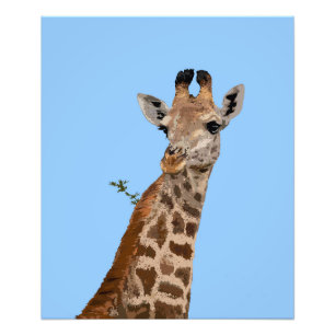 Giraffe Portrait Design Photo Print
