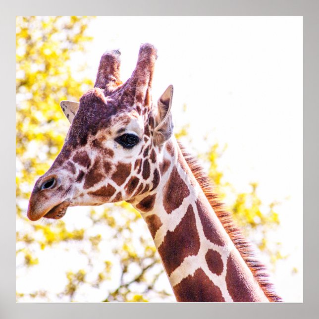 Giraffe Portrait Poster (Front)