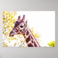 Giraffe Portrait