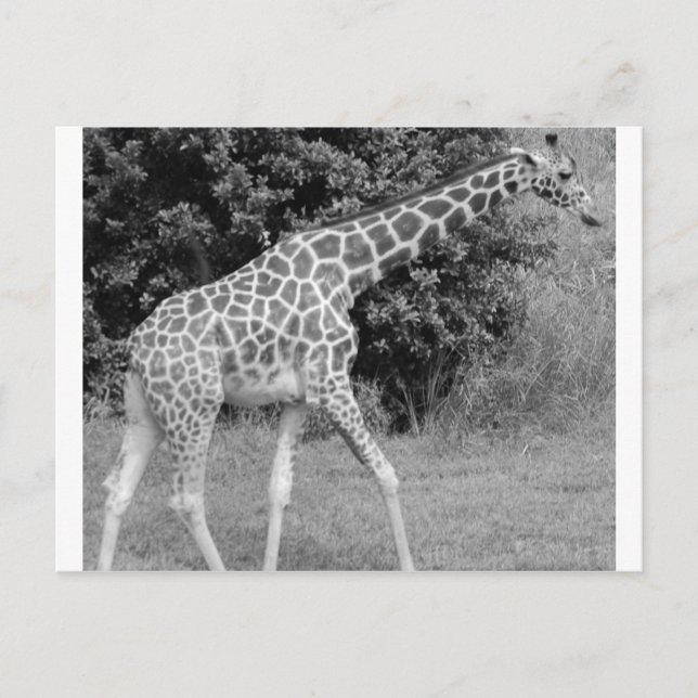 giraffe postcard (Front)
