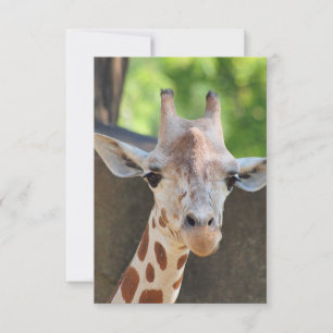 Giraffe Postcard