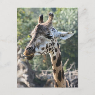 Giraffe Postcard