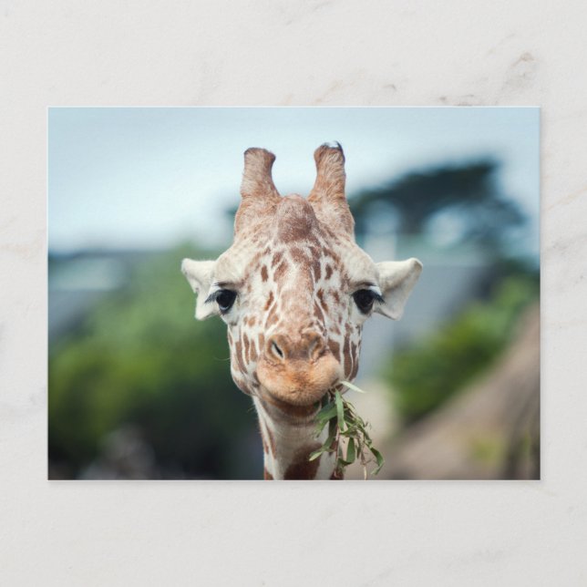 Giraffe Postcard (Front)