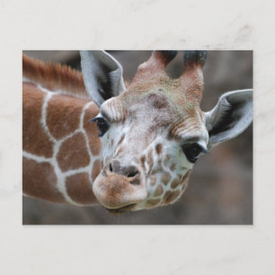 Giraffe Postcard