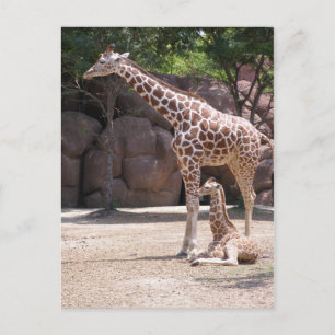 Giraffe Postcard